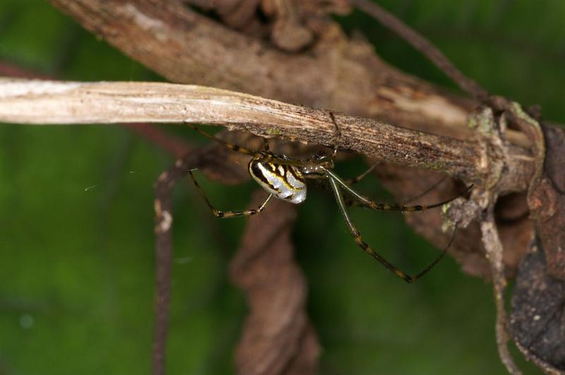 Leucage_granulata_D5295_Z_89_Milaa Milaa_Australie.jpg